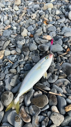 ワカシの釣果