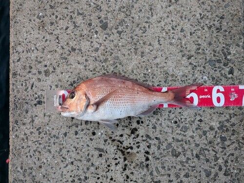 マダイの釣果