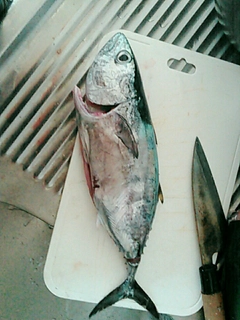 クロマグロの釣果