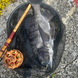 チヌ