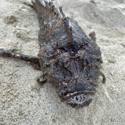 オニオコゼ