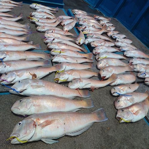 シロアマダイの釣果