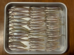 キスの釣果