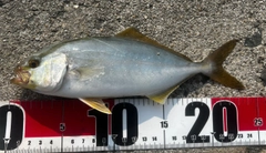 ネリゴの釣果