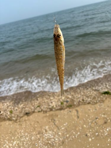 キスの釣果