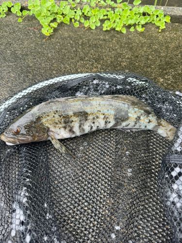 アイナメの釣果