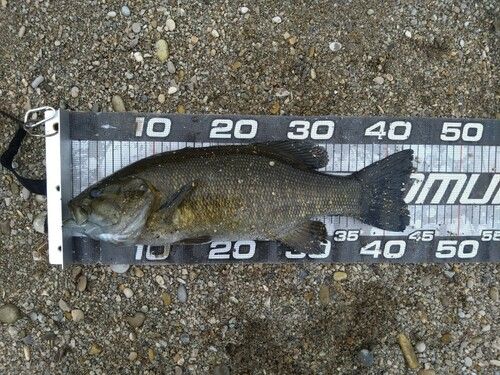 スモールマウスバスの釣果