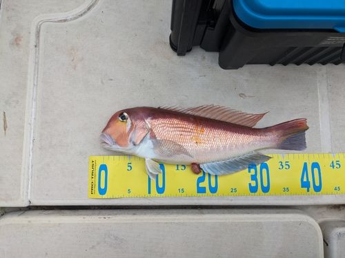 アマダイの釣果