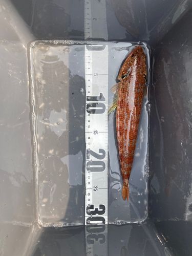 エソの釣果