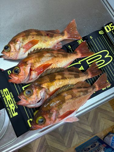オキメバルの釣果