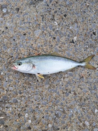 ツバスの釣果