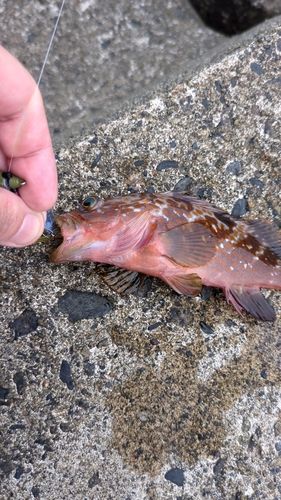 キジハタの釣果