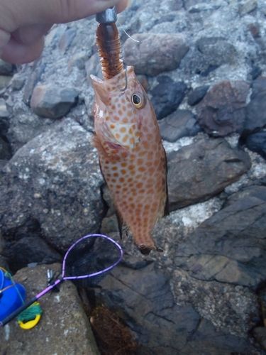 オオモンハタの釣果