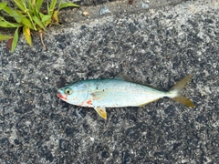 ヤズの釣果