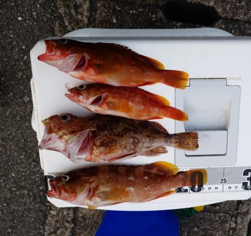 アカハタの釣果