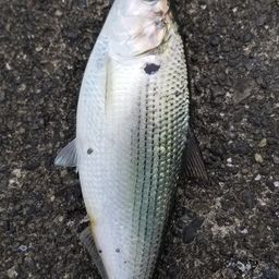 コノシロ