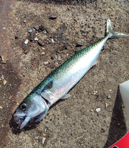 サバの釣果