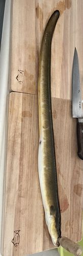 ウナギの釣果