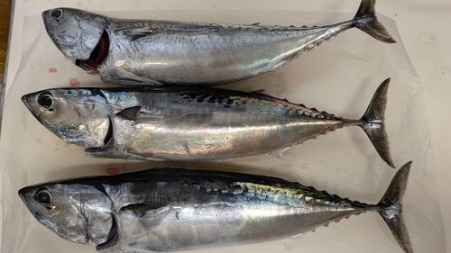 釣果