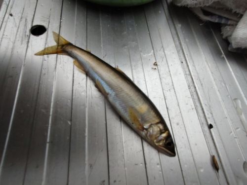 コアユの釣果
