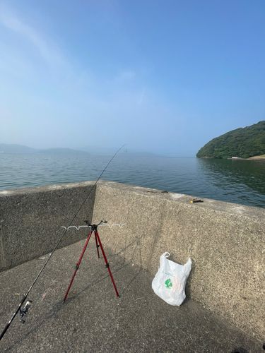 キスの釣果