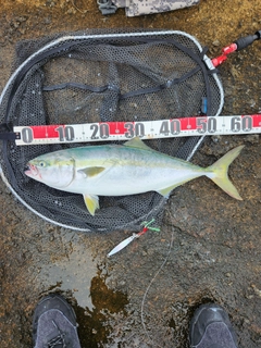 イナダの釣果
