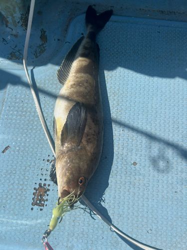 ホッケの釣果