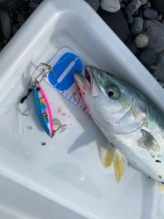 ワカシの釣果