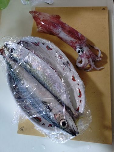 サバの釣果