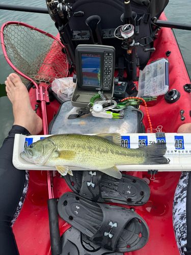 スモールマウスバスの釣果