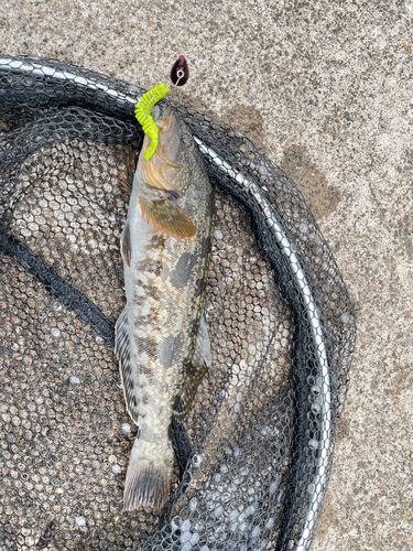 アイナメの釣果