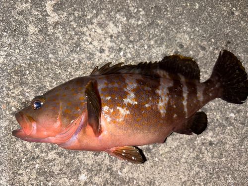アコウの釣果