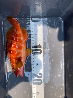 アカハタの釣果