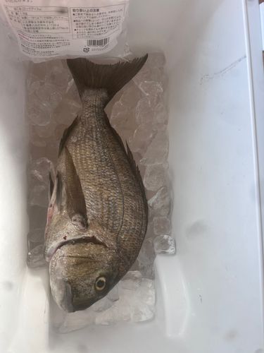 ヘダイの釣果