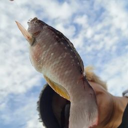 ベラ