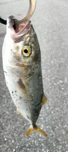 ヒラマサの釣果