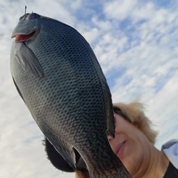 ガシラ