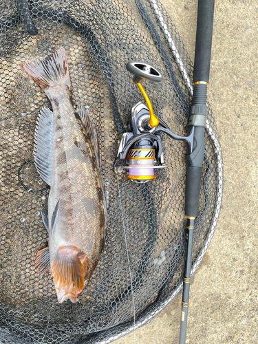 アイナメの釣果