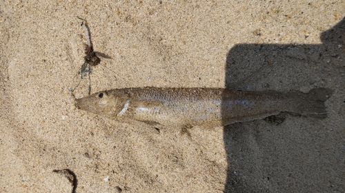 キスの釣果