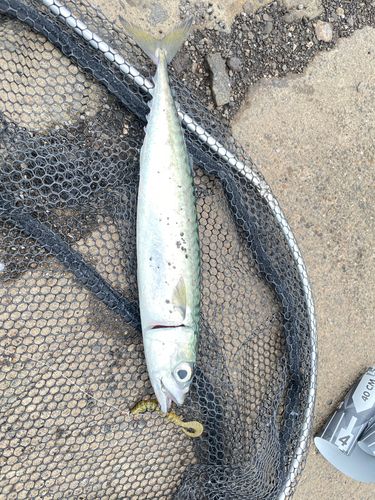 サバの釣果