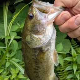 ラージマウスバス