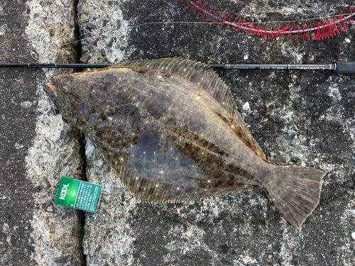 ヒラメの釣果