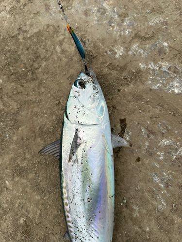 ソウダガツオの釣果