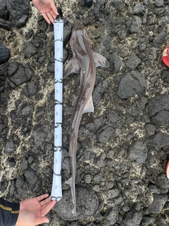 ホシザメの釣果