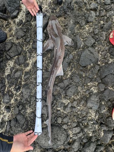ホシザメの釣果