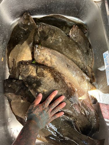 ヒラメの釣果