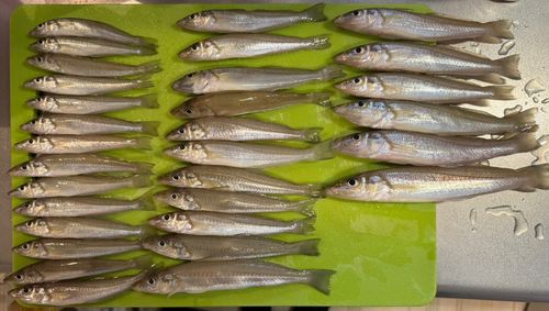 キスの釣果