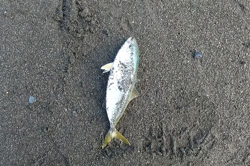 ワカシの釣果