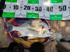 キビレの釣果
