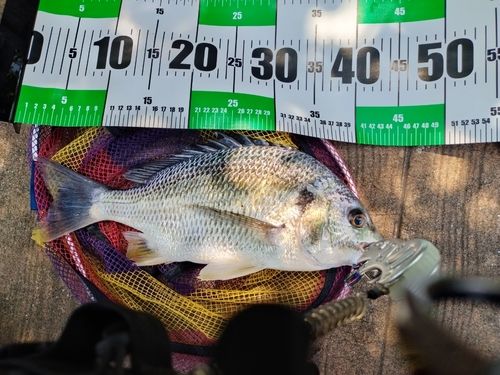 キビレの釣果